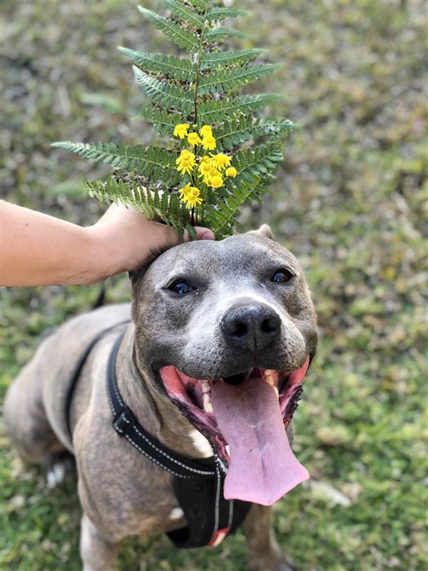 Dog smiling with flowers