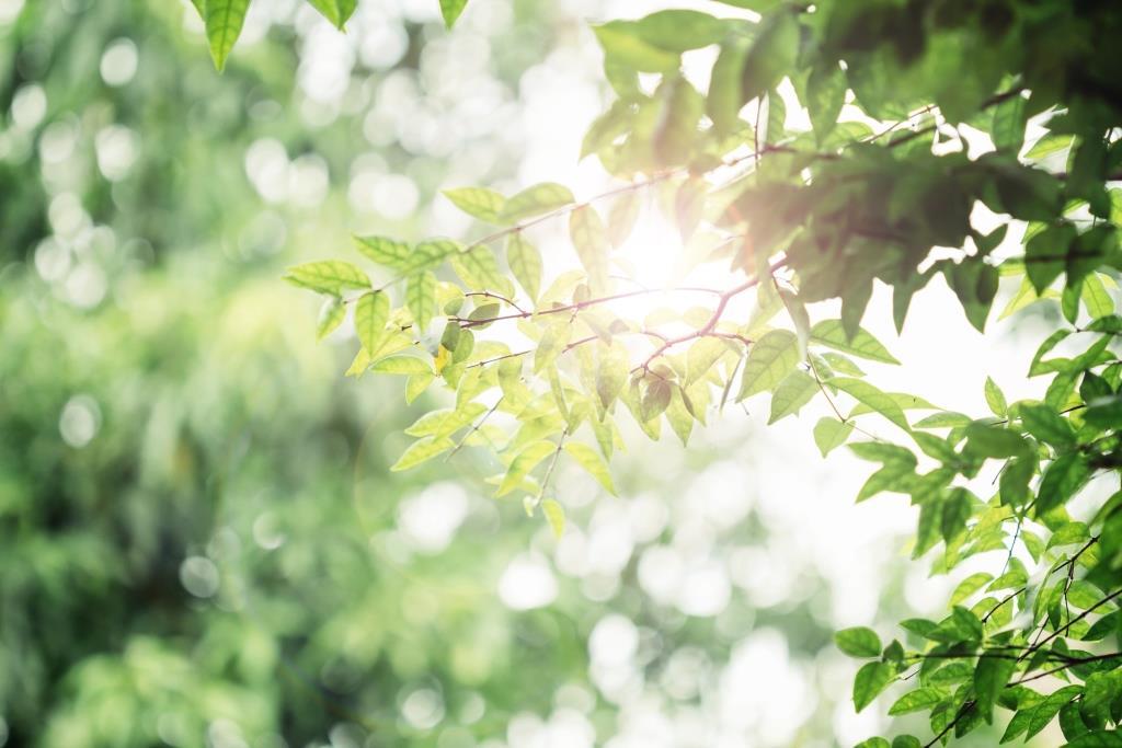 Getv Tree Draft Development Control Plan Chapter 'XX' Tree/Vegetation Management ...
