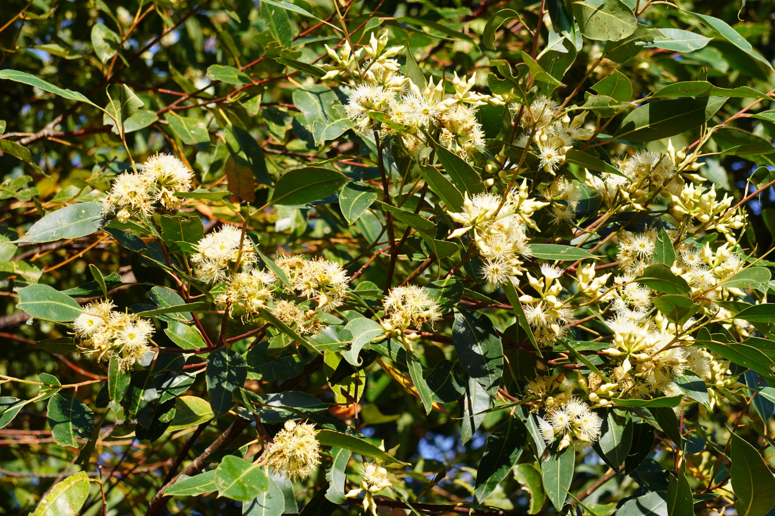 Swift Parrot habitat Eucalyptus robusta blossom